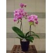東京都港区はこねフローリスト品川店の花　ミニ胡蝶蘭（ピンク）